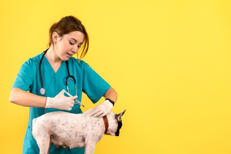 La vacunación para perros: todo lo que necesitas saber